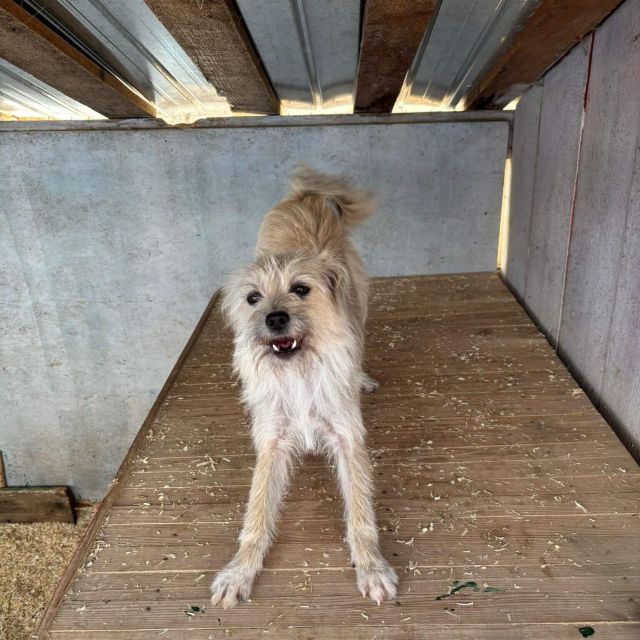 Hündinnen in Rumänien ab 12 Monate, Bailey