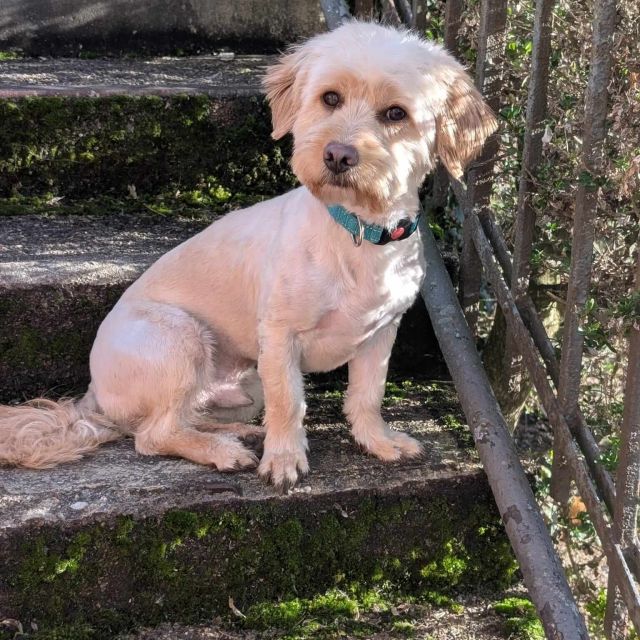 Rüden in Deutschland ab 12 Monate, Teddy