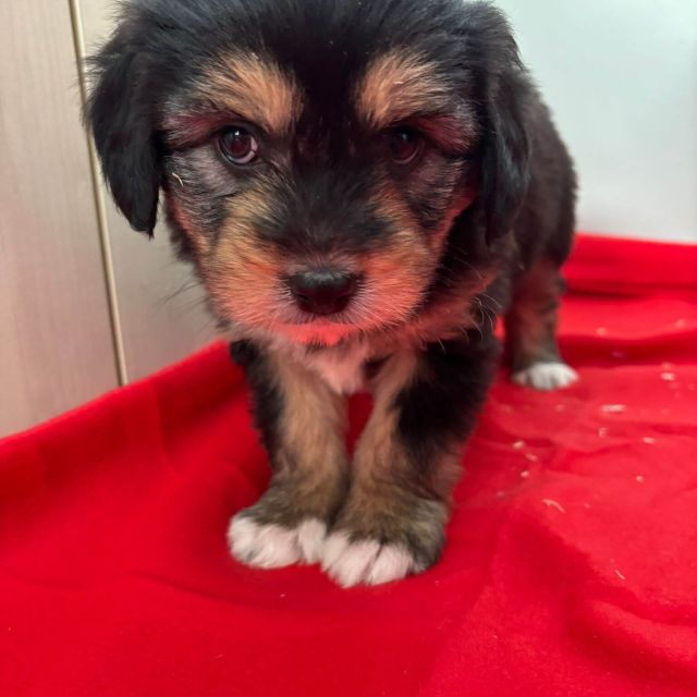 Rüden in Rumänien bis 11 Monate, Beari