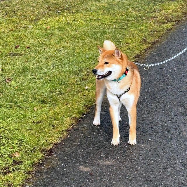 Rüden in Deutschland bis 11 Monate, Mochi