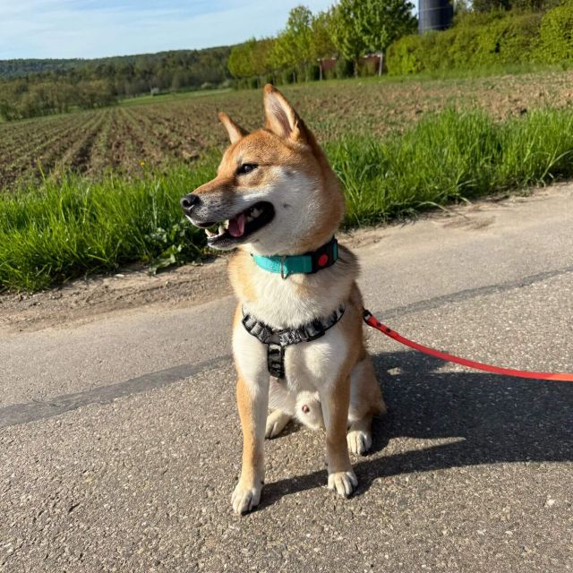 Rüden in Deutschland bis 11 Monate, Mochi