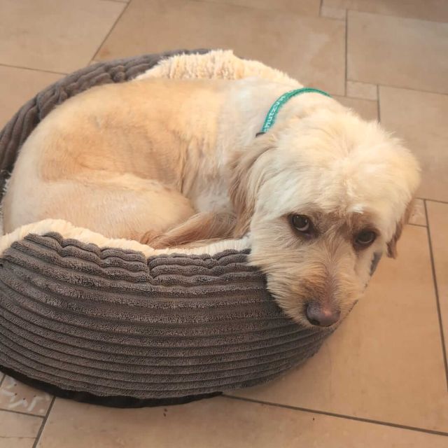 Rüden in Deutschland ab 12 Monate, Teddy