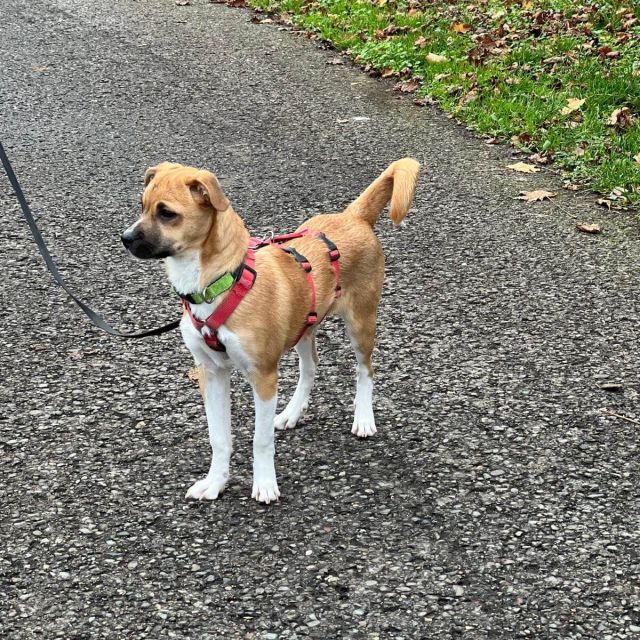 Hündinnen in Deutschland bis 11 Monate, Kiki