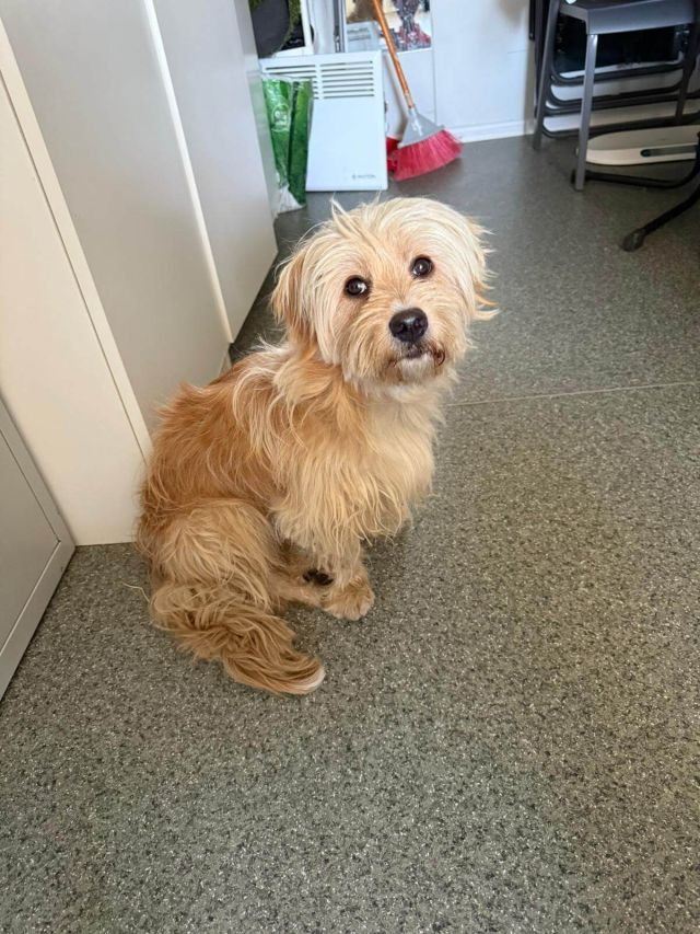 Rüden in Rumänien ab 12 Monate, Teddy