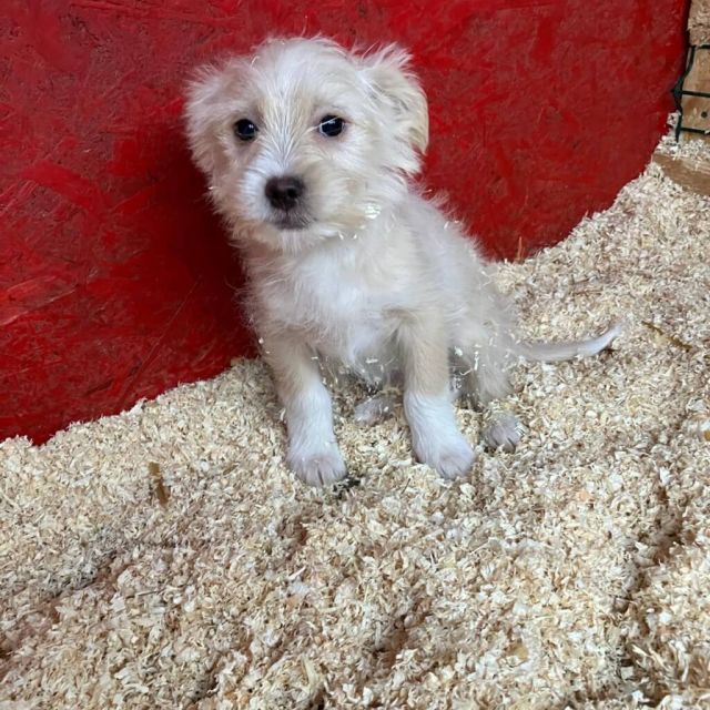 Rüden in Deutschland bis 11 Monate, Kenai