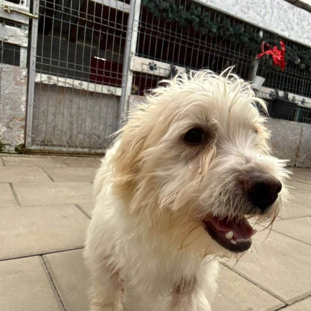 Rüden in Rumänien bis 11 Monate, Leopold