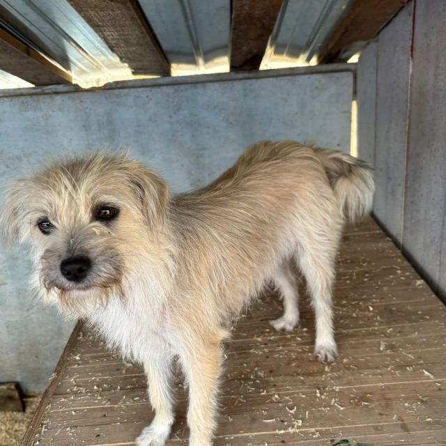 Hündinnen in Rumänien ab 12 Monate, Bailey