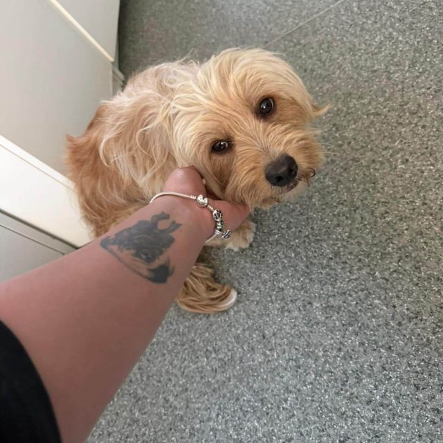 Rüden in Rumänien ab 12 Monate, Teddy