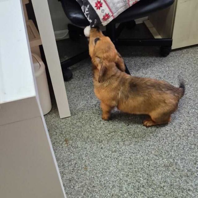 Hündinnen in Rumänien bis 11 Monate, Luna