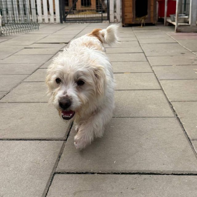 Rüden in Rumänien bis 11 Monate, Leopold