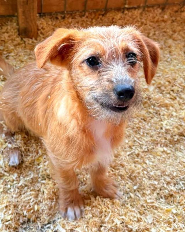 Hündinnen in Rumänien bis 11 Monate, Ella