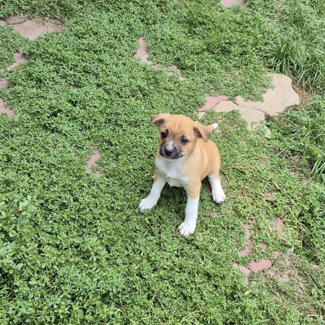 Hündinnen in Rumänien bis 11 Monate, Kiki