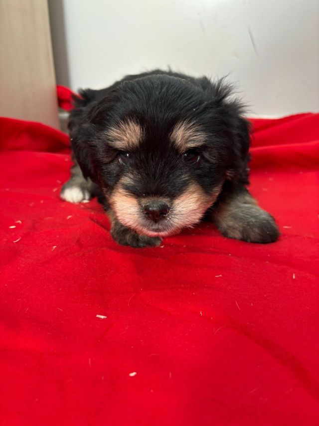 Rüden in Rumänien bis 11 Monate, Benny