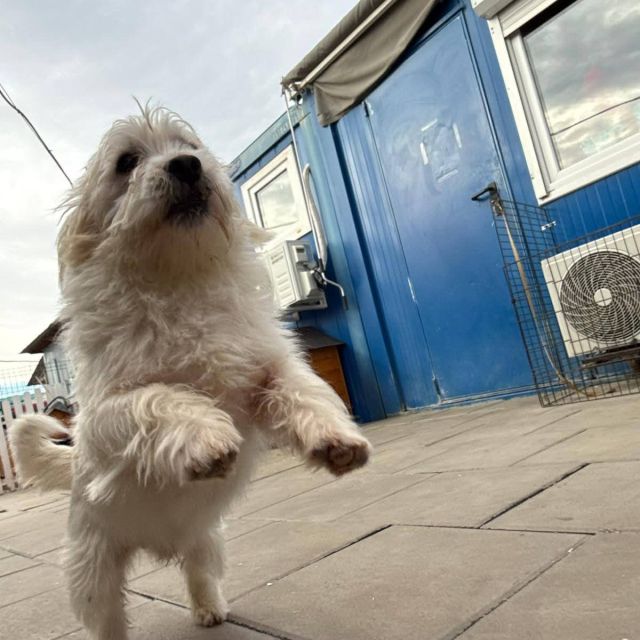 Rüden in Rumänien bis 11 Monate, Leopold