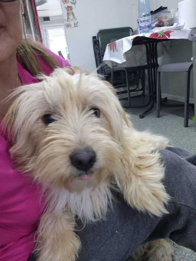Rüden in Rumänien ab 12 Monate, Teddy