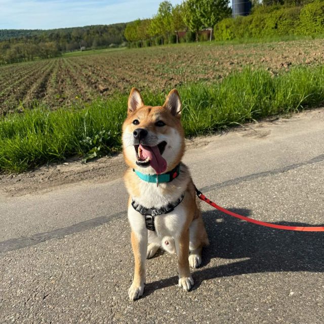 Rüden in Deutschland bis 11 Monate, Mochi