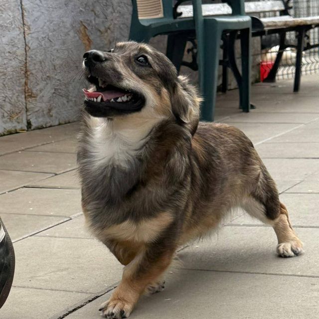 Rüden in Rumänien bis 11 Monate, Gigi