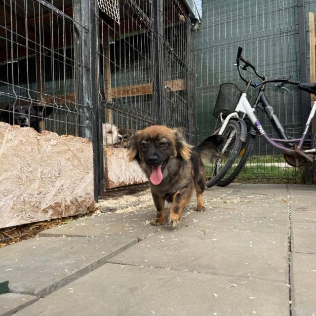 Rüden in Deutschland bis 11 Monate, Karlo