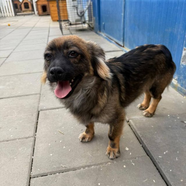 Rüden in Deutschland bis 11 Monate, Karlo