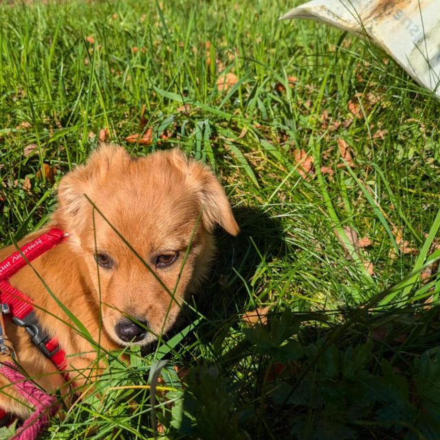 Rüden in Deutschland bis 11 Monate, Harry