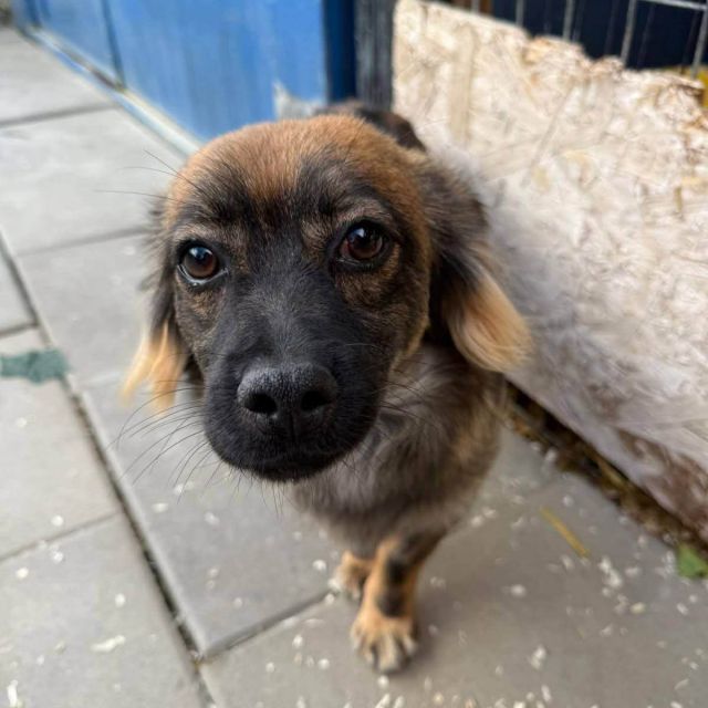 Rüden in Deutschland bis 11 Monate, Karlo