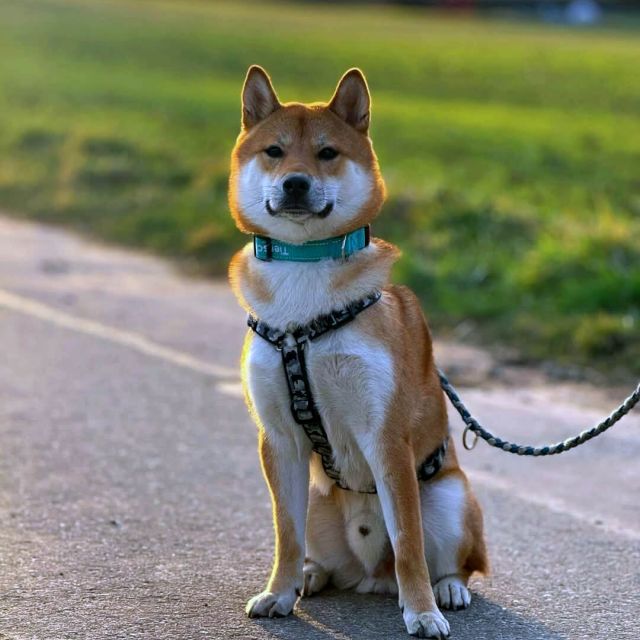 Rüden in Deutschland bis 11 Monate, Mochi