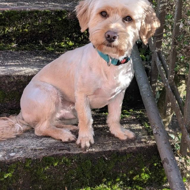 Rüden in Deutschland ab 12 Monate, Teddy