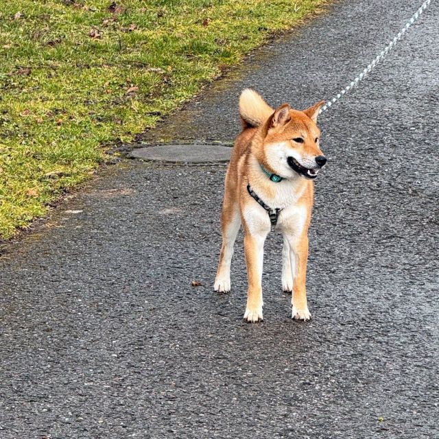 Rüden in Deutschland bis 11 Monate, Mochi