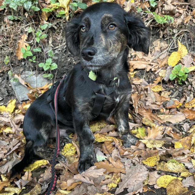 Rüden in Deutschland bis 11 Monate, Muffin