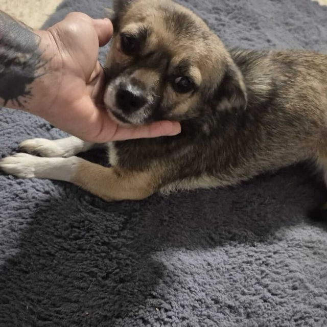 Hündinnen in Rumänien ab 12 Monate, Sofie