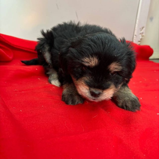 Rüden in Rumänien bis 11 Monate, Benny