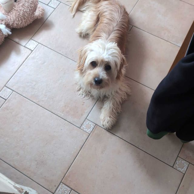 Rüden in Deutschland ab 12 Monate, Teddy