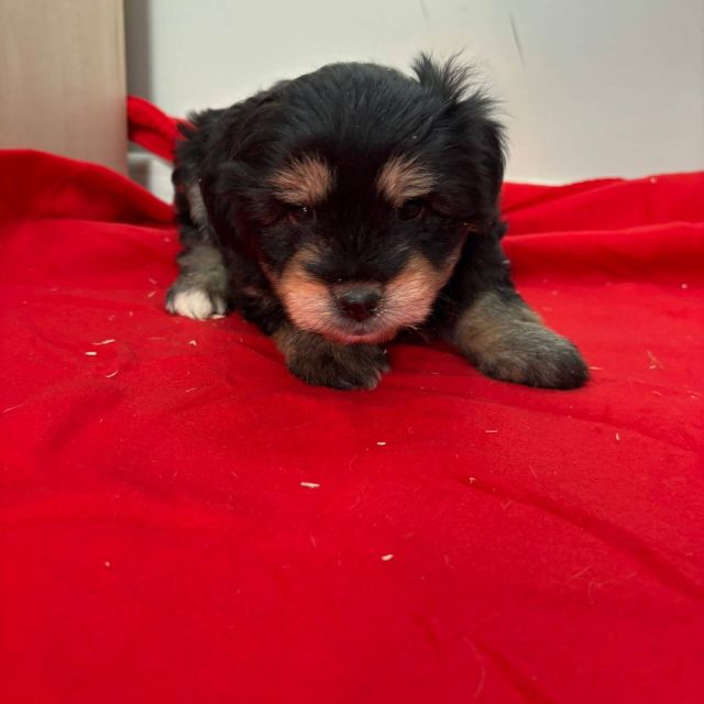 Rüden in Rumänien bis 11 Monate, Benny