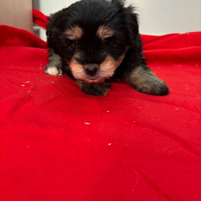 Rüden in Rumänien bis 11 Monate, Benny