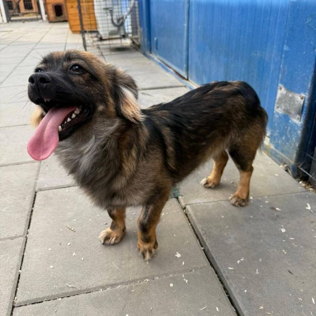 Rüden in Deutschland bis 11 Monate, Karlo