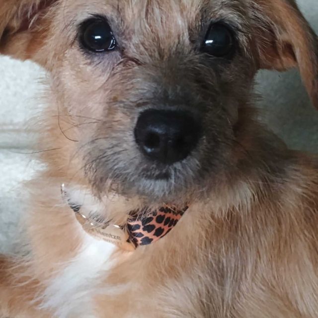 Hündinnen in Deutschland bis 11 Monate, Ella