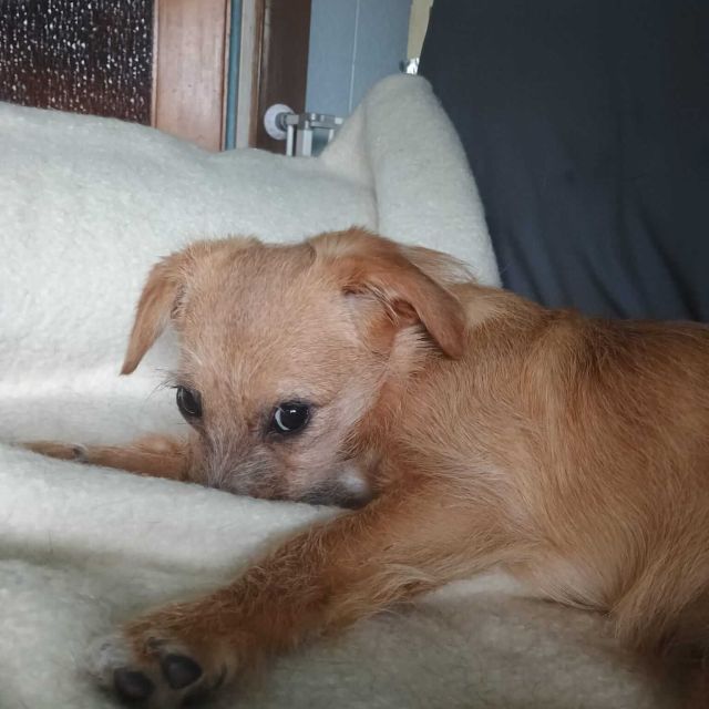 Hündinnen in Deutschland bis 11 Monate, Ella