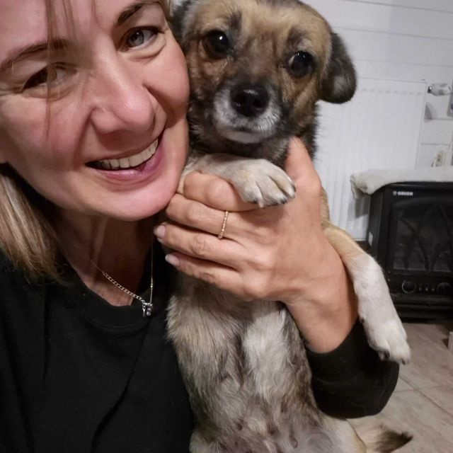 Hündinnen in Rumänien ab 12 Monate, Sofie