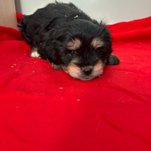 Rüden in Rumänien bis 11 Monate, Benny