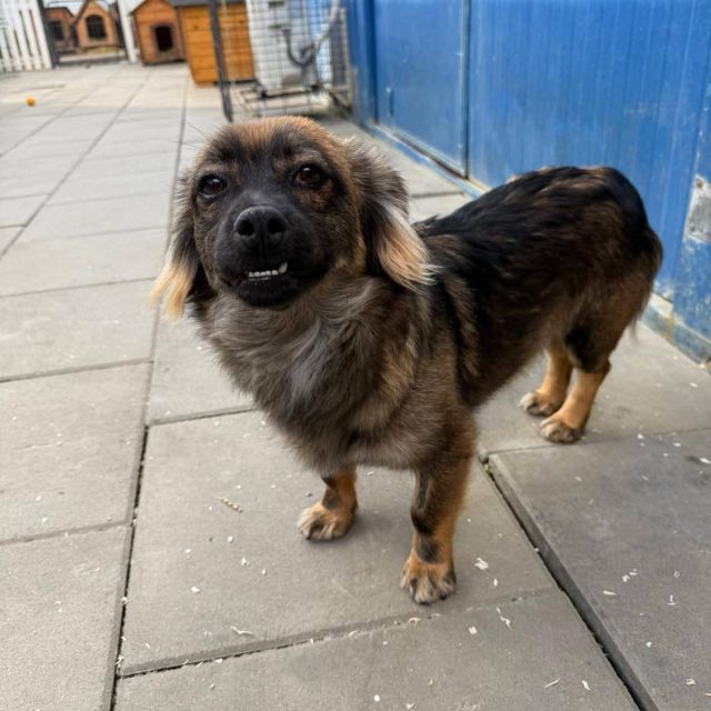 Rüden in Deutschland bis 11 Monate, Karlo