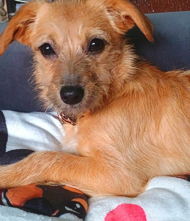 Hündinnen in Deutschland bis 11 Monate, Ella