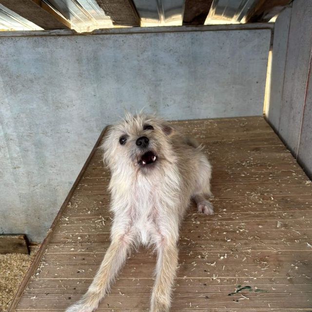 Hündinnen in Rumänien ab 12 Monate, Bailey