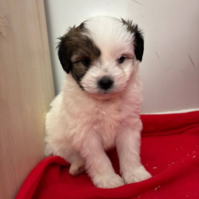 Rüden in Rumänien bis 11 Monate, Benjie