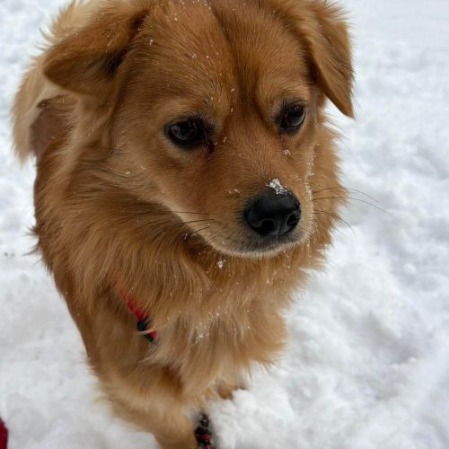 Rüden in Deutschland ab 12 Monate, Harry