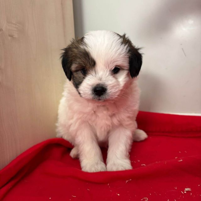 Rüden in Rumänien bis 11 Monate, Benjie