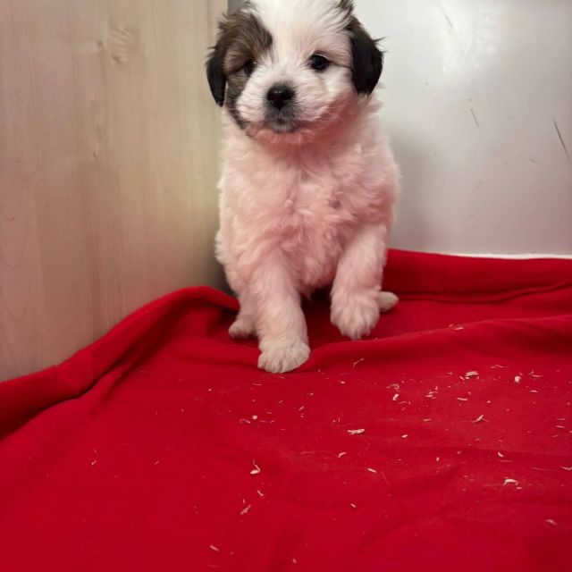 Rüden in Rumänien bis 11 Monate, Benjie