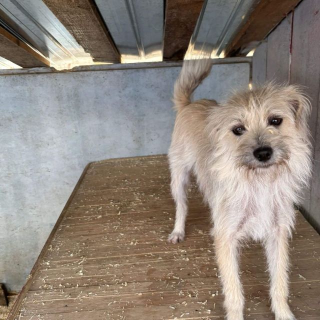 Hündinnen in Rumänien ab 12 Monate, Bailey