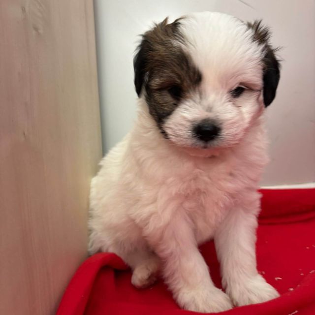 Rüden in Rumänien bis 11 Monate, Benjie