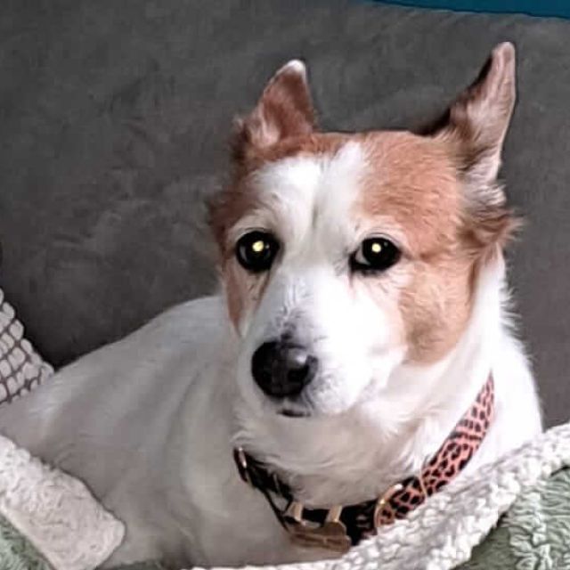 Hündinnen in Deutschland ab 12 Monate, Bobita