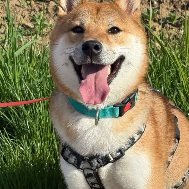 Rüden in Deutschland bis 11 Monate, Mochi